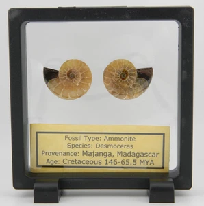 Ammonite Pair, Polished 1 1/8 " x 1 " 12.87 grams Madagascar Frame Included - Picture 1 of 3