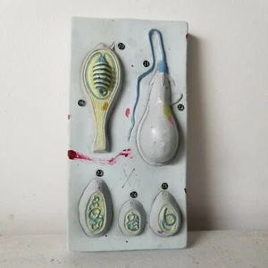 Vintage Carolina Biological Sperm Model Master Reproductive System 1 Part  - Picture 1 of 1
