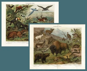 Nearctic and Neotropische Fauna 2 Antique Chromolithographs 1898 - Picture 1 of 4