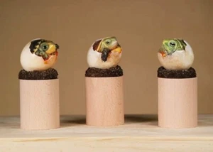 3pcs MaoErJu Studio Out Of Shell Set Turtle Birth Resin Statue Model Collect Toy - Picture 1 of 9