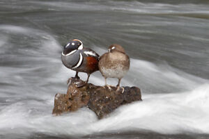 Harlequin Ducks, Yellowstone River, Yellowstone National Park + Ships  Free