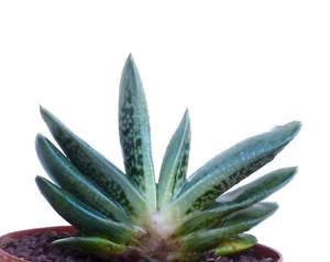 Gasteria cv BLUE OX (ex Renny Wong) x cv LITTLE WARTHY no variegated 571 - Picture 1 of 5