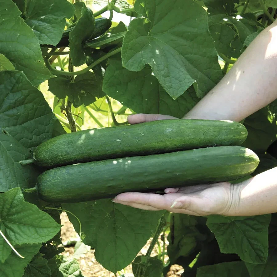 Cucumber Burpless Seeds Vegetable Garden Long Hybrid Burpless Cucumber Seeds - Image 1 of 1