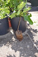  PINGO DE MEL - 1 FIG ROOTED CUTTING - FROM PORTUGAL 