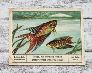 Paradiesfisch Macropodus Aquarium Scholze Palmin Sammelbild 196 Folge Reklame - Bild 1 von 2