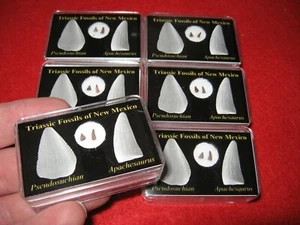 Triassic Bull Canyon dinosaur tooth display case - Pseudosuchian & Apachesaurus - Picture 1 of 5