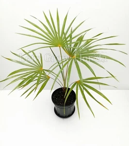Coccothrinax barbadensis Palm Tree Live Tropical Rare - Picture 1 of 2