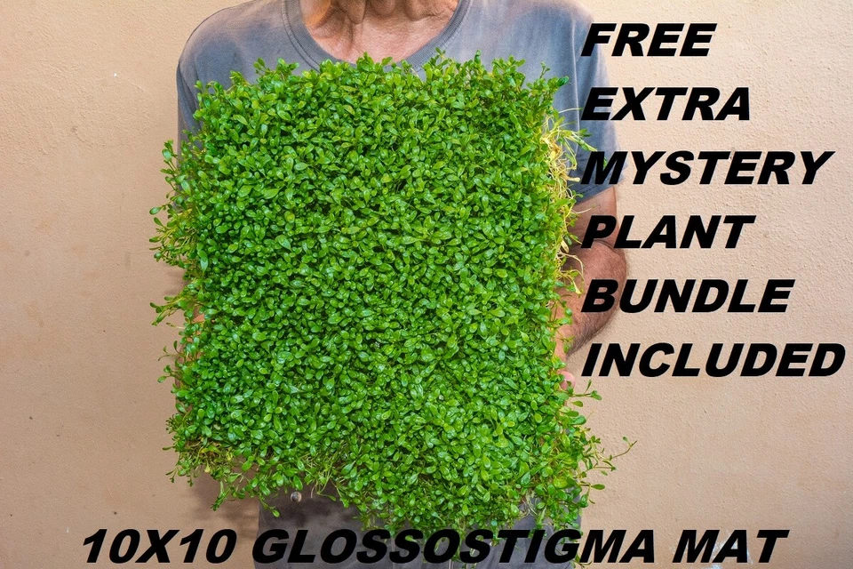 10x10 Glossostigma elatinoides Mat Live Aquarium Plants Aquatic planted tank - Image 1 of 4