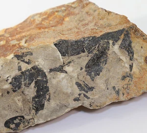 Ginkgo-Blatt, Ginkgo huttoni, Jura, Bathon, Scalby Ness, Yorkshire, GBR -k606 - Picture 1 of 4