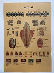 Poster Anatomia Umana Poster Medici Vintage Denti Denti Bocca Stampa Educativa - Foto 1 di 8