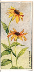 Cowans Confectionery (Canada), WILD FLOWERS, BLACK EYED SUSAN, VG, 1920s/30s