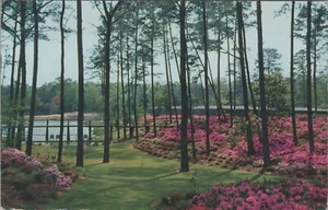 c1950s Delhaven Gardens Nursery Bayside Virginia azaleas tidewater postcard B842 - Picture 1 of 2