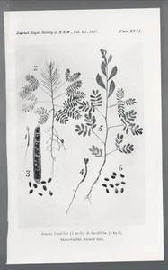 ( K 94a B ) BOTANICAL ILLUSTRATION c 1910-20 ,ACACIA LINIFOLIA + - Picture 1 of 1