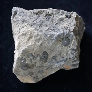 GIRVANELLA  Oncolite Lower Cambrian algae from CA small cabinet size - Picture 1 of 3