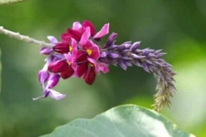 RARE 4 graines de VIGNE KUDZU (Pueraria Lobata) G230 SEEDS SAMEN SEMILLAS SEMI - Picture 1 of 1