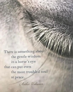 Horse    inspirational  refrigerator magnet 3 1/2 "X 4 1/2 " - Picture 1 of 1