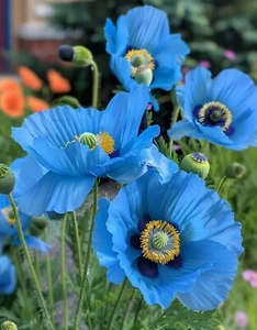 25 rare Himalayan Blue Poppy seeds---Flower seeds--Seed gift--Garden - Picture 1 of 7
