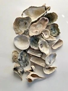 Lot of Mixed Shells Aquariums Crafts Beach Collectible Varieties Shapes - Imagen 1 de 2
