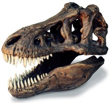 Tyrannosaurus rex Dinosaur T rex Fossil Skull Replica 13" x 8" x 11"