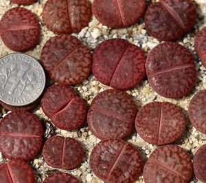 Plant-one-Lithops bromfieldii ‘Rubroroseus’ ‘Embers’ C393A - Picture 1 of 9