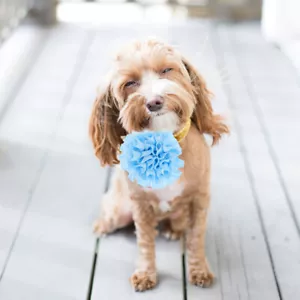  10pcs Dog Collar Flowers Pet Flower Bow Ties Dog Accessories Cat Puppy Collar - Picture 1 of 12