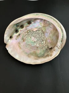 2 Large Paua Abalone Rainbow Shell  Sea Shell Smudge Beach House Decor 8” H - Picture 1 of 6