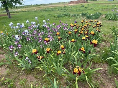 Tall Bearded Iris Special!!! Anything that fits SHIPS. - Image 1 of 3