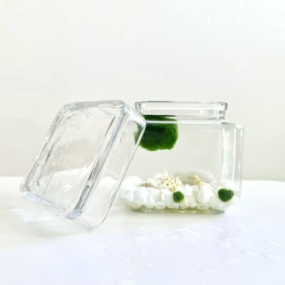 Marimo Moss Ball Aquarium Glass Terrarium Designer 4.5" Home Decor and Office De - Image 1 of 4