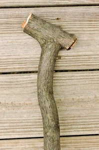 16" Shagbark Hickory Holz Stab Schnitzerei Handwerk Schritt Knopf Griff 1 1/4" D - Bild 1 von 9