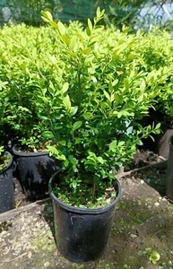 ENGLISH BOX in 140mm (6 inch) pots 35+cm high Garden Hedge Plant Border - Picture 1 of 7