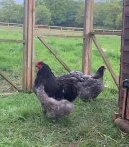 6 X Blue Orpington Eggs Large Birds. - Picture 1 of 6