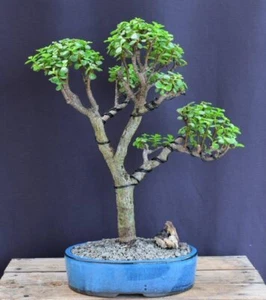 Baby Jade Bonsai Tree Live Plant Indoor Succulent 8" x 14" x 17" Tall 23 y.o. - Picture 1 of 2