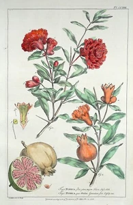 Antique Botanical Print PUNICA, POMEGRANATE Philip Miller vintage original 1760 - Picture 1 of 1