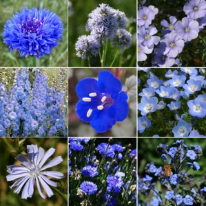 9 Arten Mischung blaue Wildblumensamen | verschiedene Sorten Wildblumensamen blaue Blumen 2025 - Bild 1 von 10