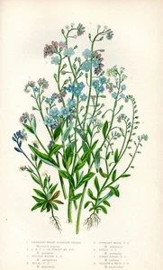 1899 Antica Stampa = MYOSOTIS (148) Piante Fiori = CROMOLITO by A. Pratt - Picture 1 of 1