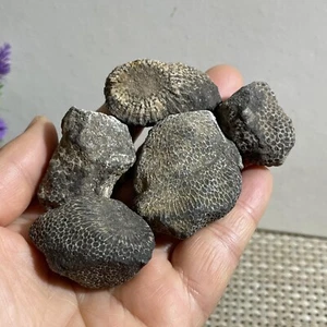 Losa fósil de coral rugosa 5 piezas 126 g - Actinocyathus - Marruecos b2 - Imagen 1 de 9