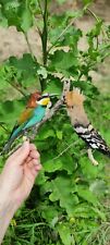 EURASIAN BEE EATER AND HOOPOE TAXIDERMY Free shipping 
