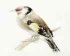Turner A4 sign Goldfinch From The Farnley Book Of Birds C1816