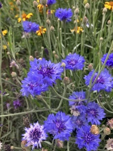 Centaurea cyanus | Cornflower | 6 Plug Plants | Wildflower - Picture 1 of 1