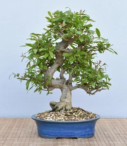 Bonsai Mediterran, Granatapfel (Punica granatum 'nejikan') 25017 | Bonsai-Müller - Bild 1 von 2