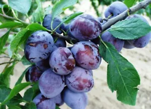 Besztercei Plum - Prunus domestica - 5+ seeds - Semillas - Graines - G 008 - Picture 1 of 1