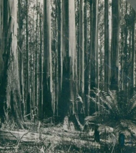 Giant Eucalyptus Gum Trees Victoria Australia Keystone 15987 Stereoview SA2 - Picture 1 of 7