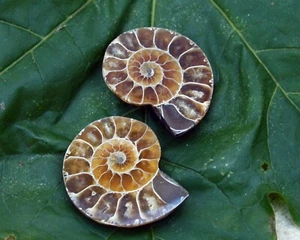 Ammonite Fossil Pair - Third Eye Chakra - Meditation - Picture 1 of 1