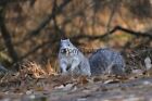 Delmarva Fox Squirrel Photo, Pick One Image - Various Sizes