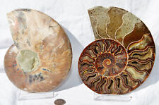 Paire de fossiles ammonite grandes couleurs cristal cavités XXLARGE 6,4" 163 mm 8264xx