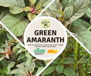 Organic Green Stem Amaranth ডাটা শাক 500 Seeds - Picture 1 of 4