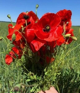 Papaver Rhoeas 1000+ Seeds, Red Corn Poppy Garden Flowers, Flanders Poppy - Picture 1 of 3