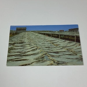 Vintage Viking Trail Newfoundland Salt Fish Drying Lithograph Postcard - Foto 1 di 2