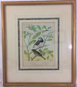 Cassell's Canarini e gabbia uccellini 1880 litografia a colori incorniciata professionalmente - Foto 1 di 12