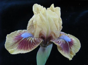 August delivery - Std. Dwarf Bearded Iris Eye of Newt HM AM USA varietySt - Picture 1 of 3